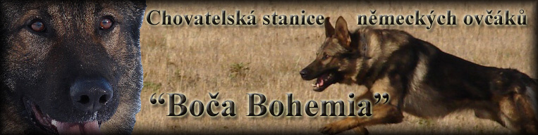 Boča Bohemia